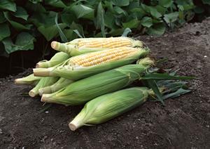 一人でも訪れやすいホストクラブ